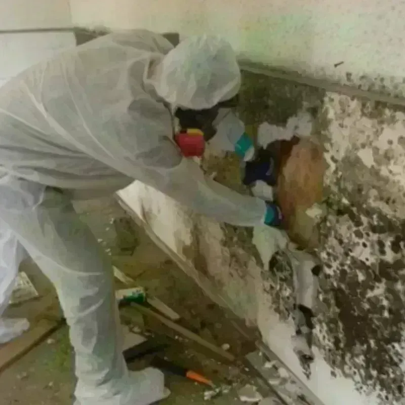 Mold Remediation and Removal in Denmark, WI